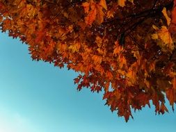 fascinating floiage autumn