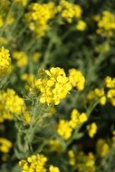 blooming rapeseed close up