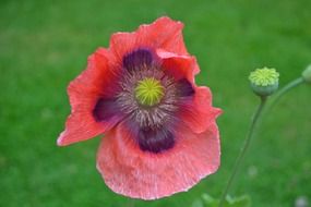 Red wild poppy flower
