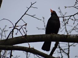 blackbird, songbird on branch at spring