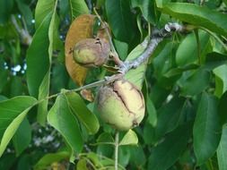 green walnut yorech on a branch in the countryside