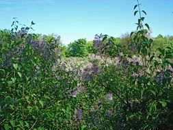 bushes of flowering lilac