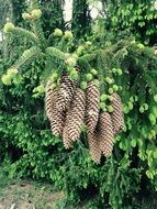 bunches of cones on a branch of a coniferous tree