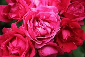 bouquet of pink roses close up