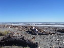 beach with driftwood in new zealand