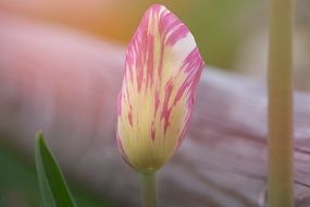 picture of the closed tulip flower