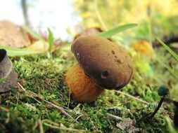 edible mushroom on green moss