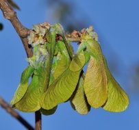 Green and yellow maple flowers