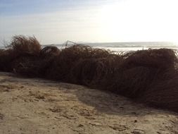 bare branches on the ocean