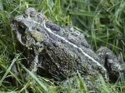 Wild toad in the grass