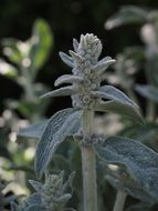 stachys wool plant