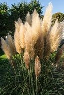 Picture of selloana grass flowers