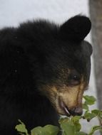 bear cub black close up animal