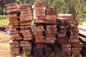 natural forestry oak