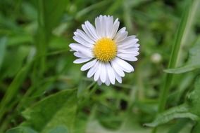 daisy on green grass close up
