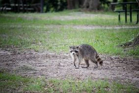 cute raccoon in the forest