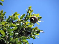 ripening pomegranate