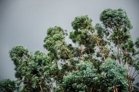 trees with green crowns on sky background