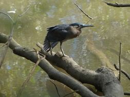 black crane over a branch above the water