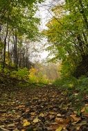 autumnholiday in a forest