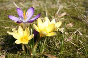 spring bright crocus flowers