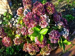 bouquet of colorful garden hydrangea