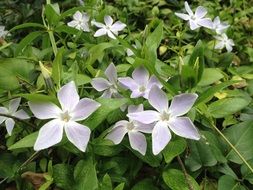 flower with sharp petals on a bush