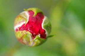red rose bud close up