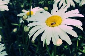 insect among a field of daisies