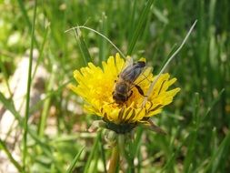 wasp on the dandelion