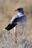 picture of the african falcon