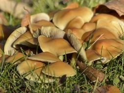 wild mushrooms on green grass