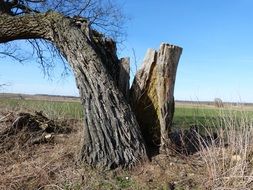 old broken tree on a field on a sunny day