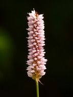 snake knotweed