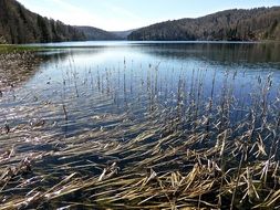 landscape of reeds in the tranquil water