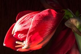 cute red amaryllis flower