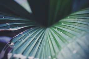 macro photo of green flower leaf