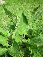 salvia pratensis plant on the meadow in the sun