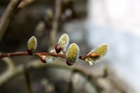 extraordinarily beautiful pussy willow