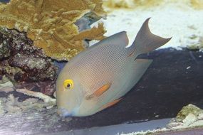 kole tang in the aquarium