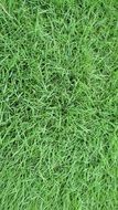 fresh green lawn