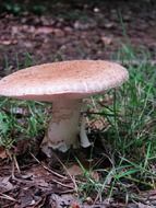 mushroom in dry leaves and green grass