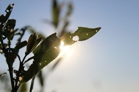 extraordinarily beautiful summer sun