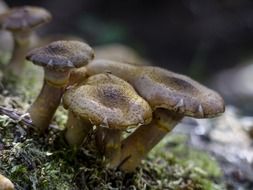autumn season of wild mushroom