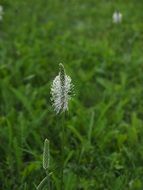 hoary plantain in spring