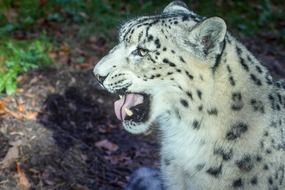 angry leopard wild portrait