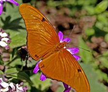 beautiful orange butterfly on the wild flower