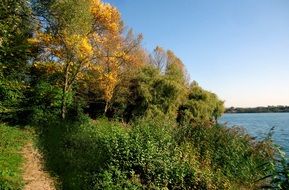 trees and bushes on the lake