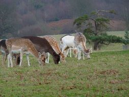 deer in the field in the wild