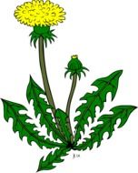 Yellow dandelion flower clipart